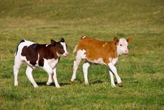 two brown and white cows are walking in the grass