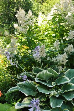 some purple and white flowers are in the bushes