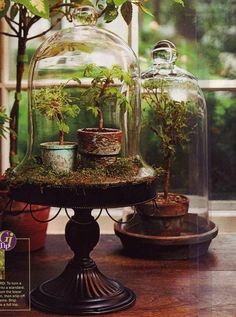 there is a glass dome with plants in it on the table next to potted plants