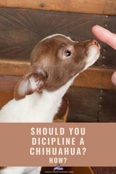 a brown and white dog looking up at someone's hand with the words should you digipline a chihuahua?