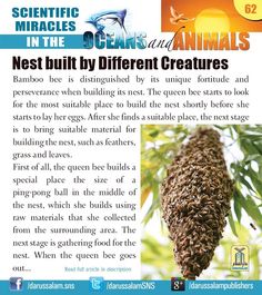 an article about the benefits of bees and other animals in their natural habitat, including honeybees