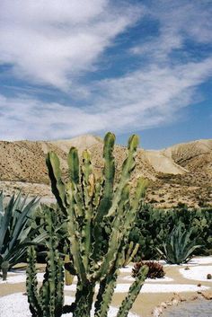 a cactus in the desert with mountains in the background