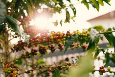 coffee beans are growing on the tree in an outdoor farm area with sunlight shining through the leaves