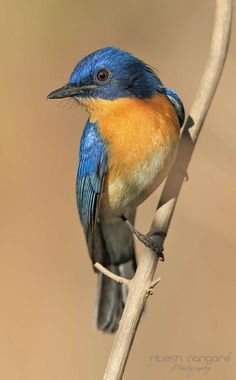 a small blue and orange bird perched on a branch