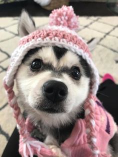 a small dog wearing a pink hat and scarf