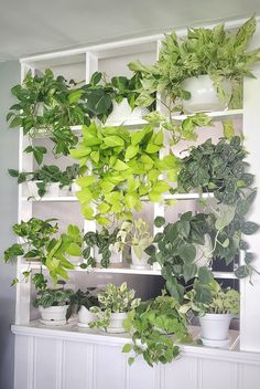 a white shelf filled with lots of green plants