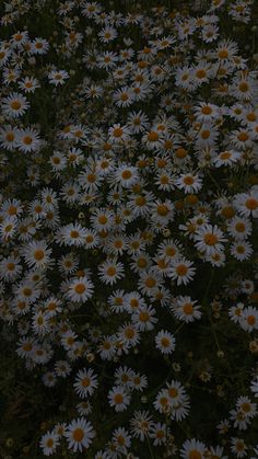 a field full of white and yellow daisies