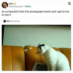 a white cat sitting on top of a brown couch next to a glass ball and magazine