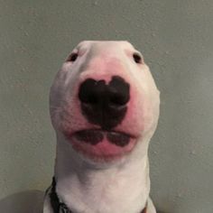 a close up of a dog wearing a collar and looking at the camera with a smile on it's face