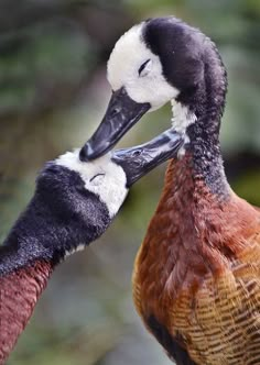 two birds are touching each other with their beaks