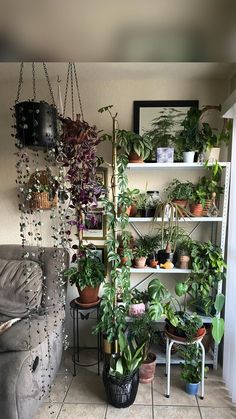 a living room filled with lots of plants and potted plants on top of shelves