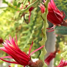 a close up of a flower on a tree