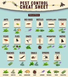 the pest control sheet for bugs and other insects in this poster is an excellent way to help