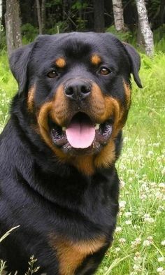 a large black and brown dog laying on top of a grass covered field with trees in the background