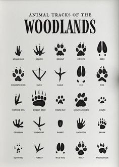 the animal tracks of the woodlandss