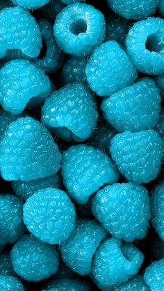 blue raspberries are shown close up