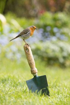 a small bird sitting on top of a shovel in the grass