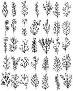 various plants and flowers are drawn in black ink on a white background, each with different leaves