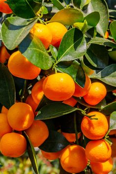 an orange tree with lots of ripe oranges on it