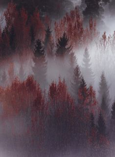 trees in the fog with red leaves on them