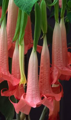 pink flowers with green leaves hanging from them