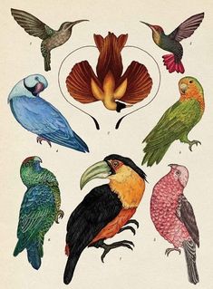 an illustration of different kinds of birds on a white background with the word love written below it