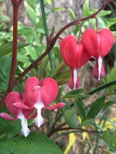 red and white flowers with green leaves in the background