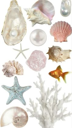 an assortment of seashells and starfish on a white background