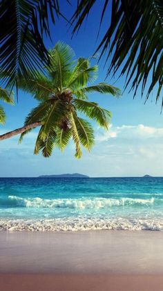 a palm tree is hanging over the beach