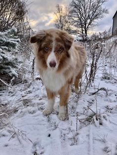 a brown and white dog standing in the snow