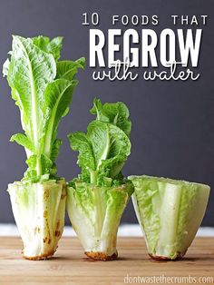 three lettuce plants with the words 10 foods that regrow with water on them