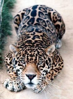 a close up of a leopard laying on the ground