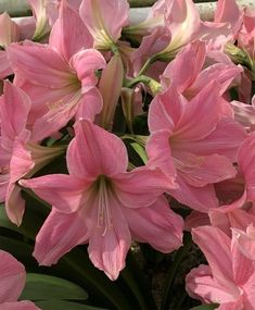 pink flowers are blooming in the garden