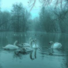 three swans swimming in the water on a foggy day