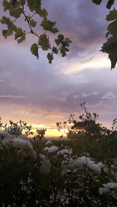 the sun is setting behind some white flowers and green leaves in front of an overcast sky