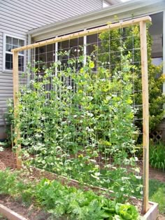 an outdoor garden with plants growing in it