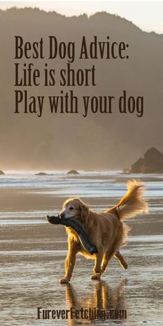 a dog running on the beach with a frisbee in it's mouth