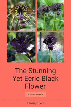 Explore the allure of black flowers, which blend beauty and eerie charm in your garden. This pin showcases 4 stunning images of unique varieties, perfect for creating a mystical landscape. Bat Flower, Moody Gardens, Interesting Conversation, Unusual Plants, Gothic Aesthetic, Liquid Fertilizer, Unique Plants, Black Flowers, Exotic Plants