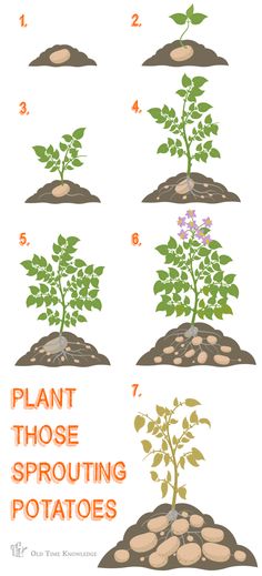 the stages of growing potatoes in soil