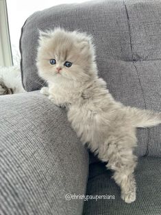 a small kitten is sitting on the arm of a couch with it's front paws up