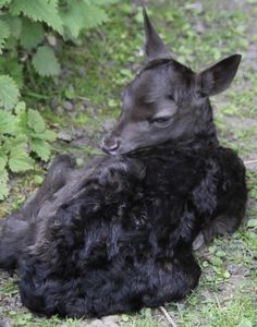 a black dog laying on the ground next to some grass and plants with it's eyes closed