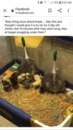 three baby birds laying on top of hay next to each other