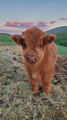 a small brown cow standing on top of a dry grass field