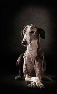 a brown and white dog sitting on top of a black floor in front of a dark background