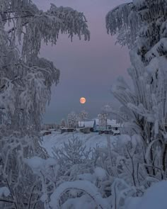 the full moon is seen through some snow covered trees and bushes in this winter scene