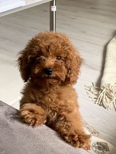 a small brown dog sitting on top of a floor