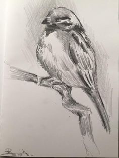 a pencil drawing of a bird sitting on a branch with its head turned to the side