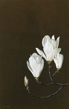 three white flowers on a branch against a black background