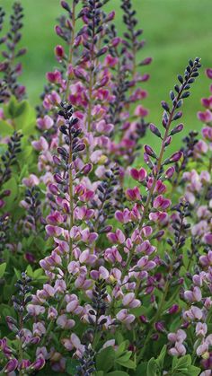 ‘Pink Truffles’ Baptisia Pink Truffles, Plants Under Trees, Syringa Vulgaris, Drought Tolerant, Summer Garden