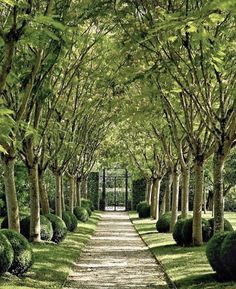 the path is lined with trees and bushes